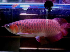 粉达和粉龙哪个更好