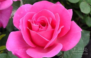 切花月季的优缺点