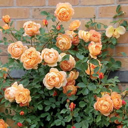 月季夏洛特夫人的不足