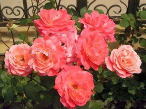 阳台月季爬藤用多大的盆