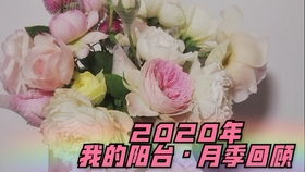 最好养最勤花的阳台月季