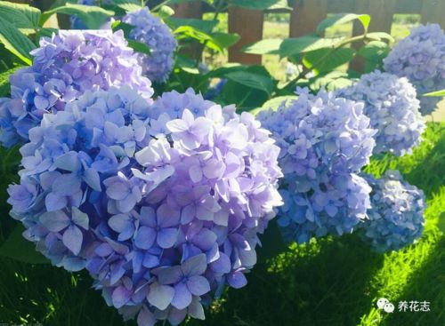 夏天养绣球花,喜欢蓝花还是红花,可以用这调控