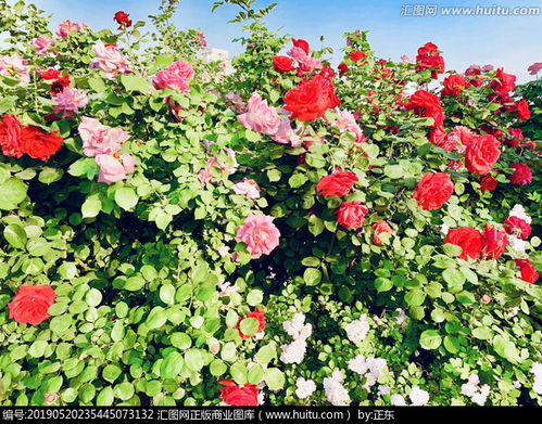 月季花墙铁丝网