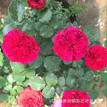 红色达芬奇是爬藤还是灌木