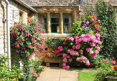 北面小院没有阳光种什么花