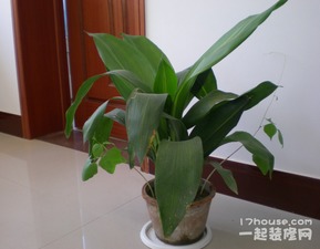 室内植物选择与摆放风水禁忌