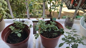 铃之妖精阳台月季优缺点