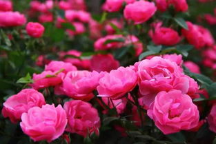 大型藤本月季3米以上的品种