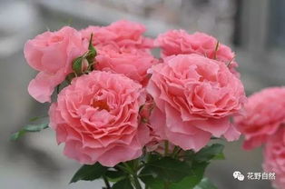 薫衣草门廊月季