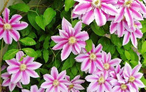 最应该淘汰的铁线莲品种