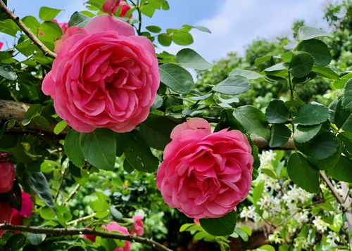 粉色达芬奇月季是藤本还是灌木