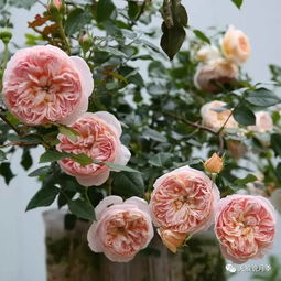 天狼月季各品种优缺点