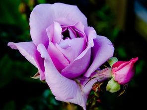 大花强香月季品种