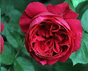 耐晒的灌木月季经典品种