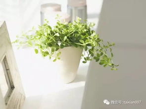 阳台最好养的植物排名