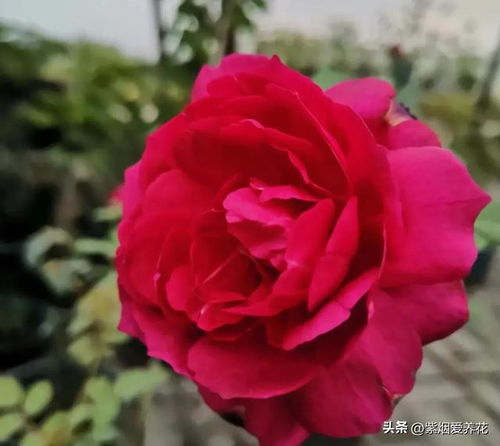 秋日胭脂月季优缺点