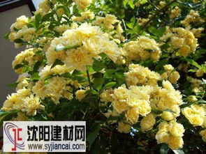 黄木香花为什么不能种