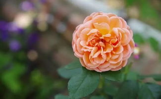 最后悔入手的十大月季