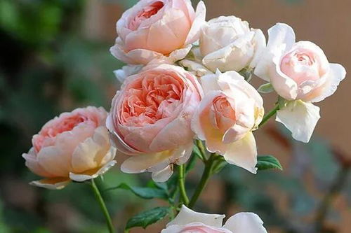 灌木月季能长多高