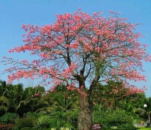 乔木大还是灌木大