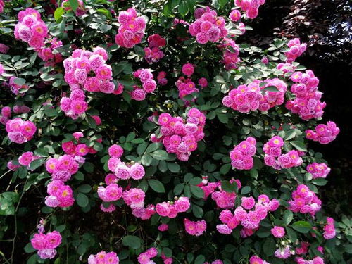 为什么家里忌讳种蔷薇