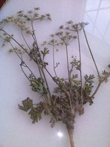 草本和灌木的区别是什么