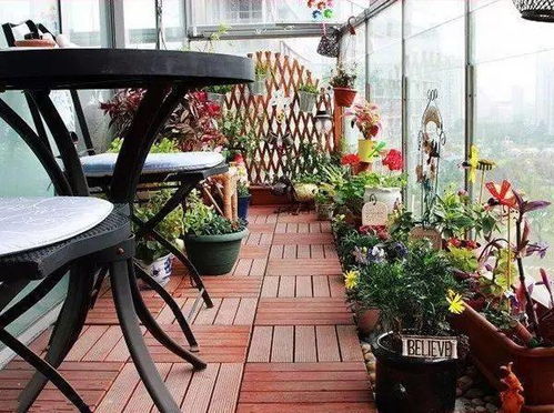 阳台上好养又耐晒的植物