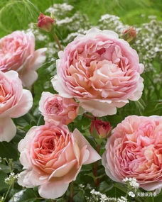 海妈和天狼谁家月季好