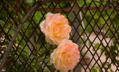 欧月最好的爬藤品种