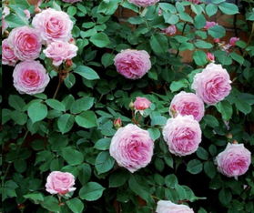 最好养的灌木月季品种