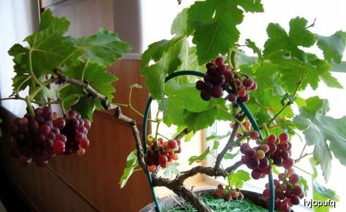 南阳台种什么花最旺风水