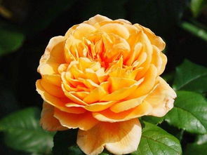 无刺的藤本月季品种