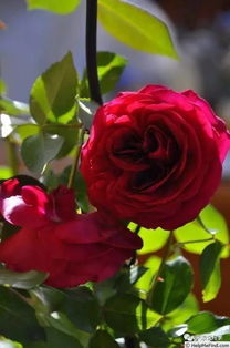 藤本月季耐阴排行榜