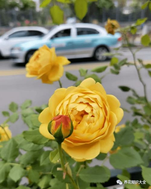 夏洛特夫人和黄金庆典哪个好