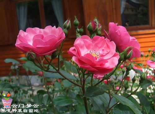 安吉拉月季对光照的要求