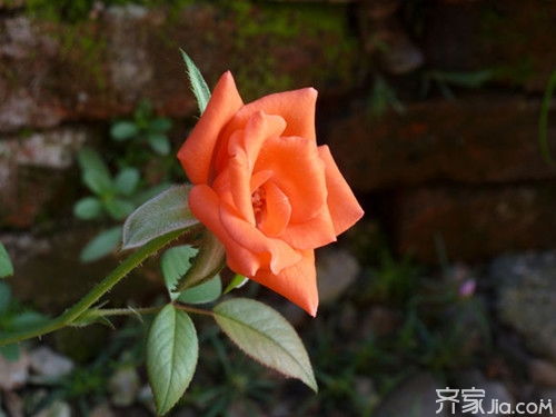 切花月季什么意思