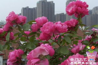 安吉拉是蔷薇还是月季