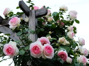 我所淘汰的18种月季