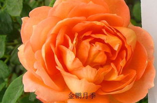 夏洛特女郎月季