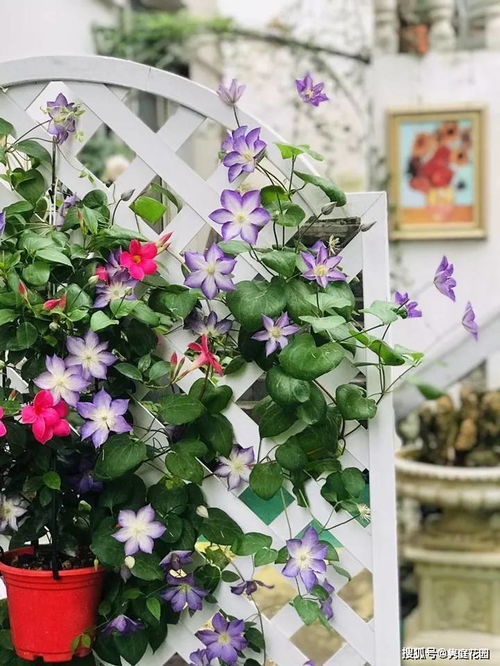 阴面小院适合种什么花