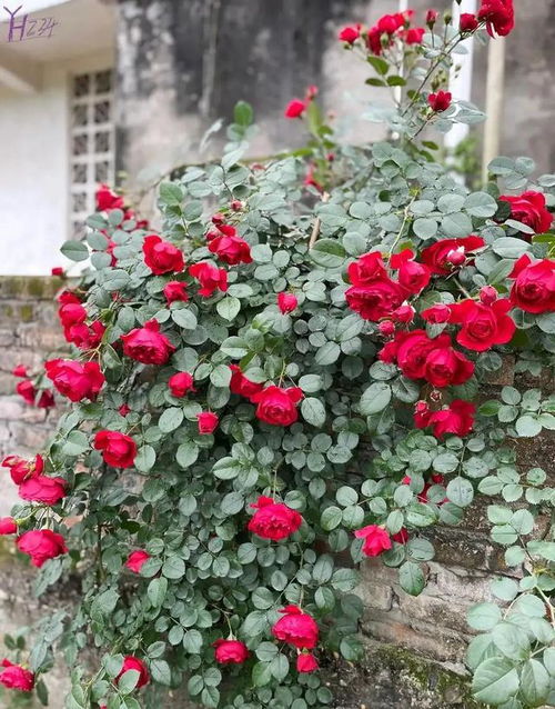 佛罗伦蒂娜四季开花吗