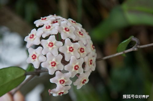 这10种花,北阳台也能开爆,耐阴又好养