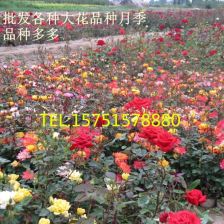 喜阴的爬藤植物