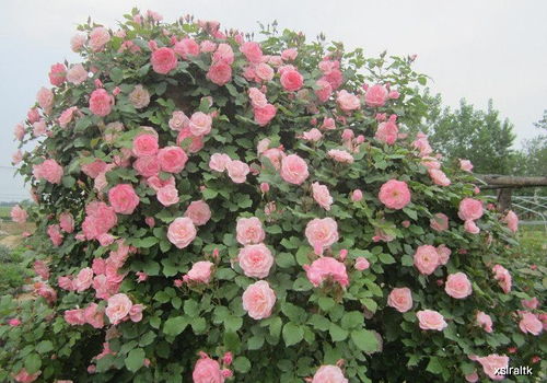 藤本月季樱霞优缺点