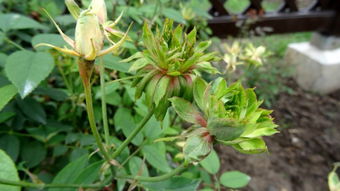 最稀有古老月季