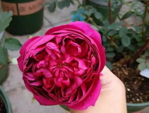 秋日胭脂月季可以长多高