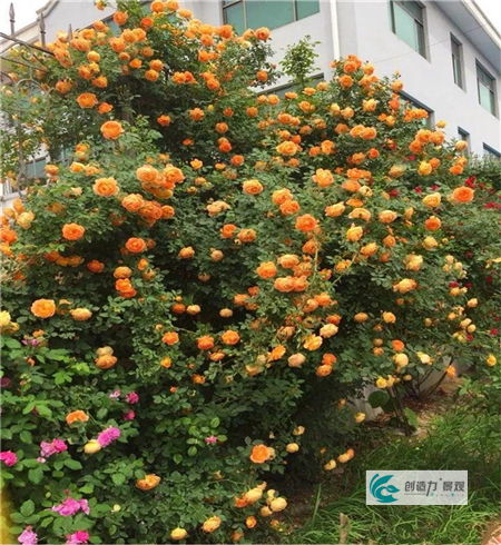 适合庭院栽种的几款花卉,既美观又大气