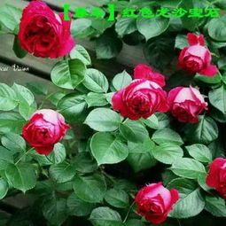 超级耐晒耐热的藤本月季