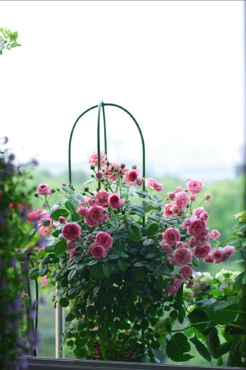 艾拉绒球春季发芽后开花