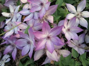 铁线莲一类二类三类具体品种